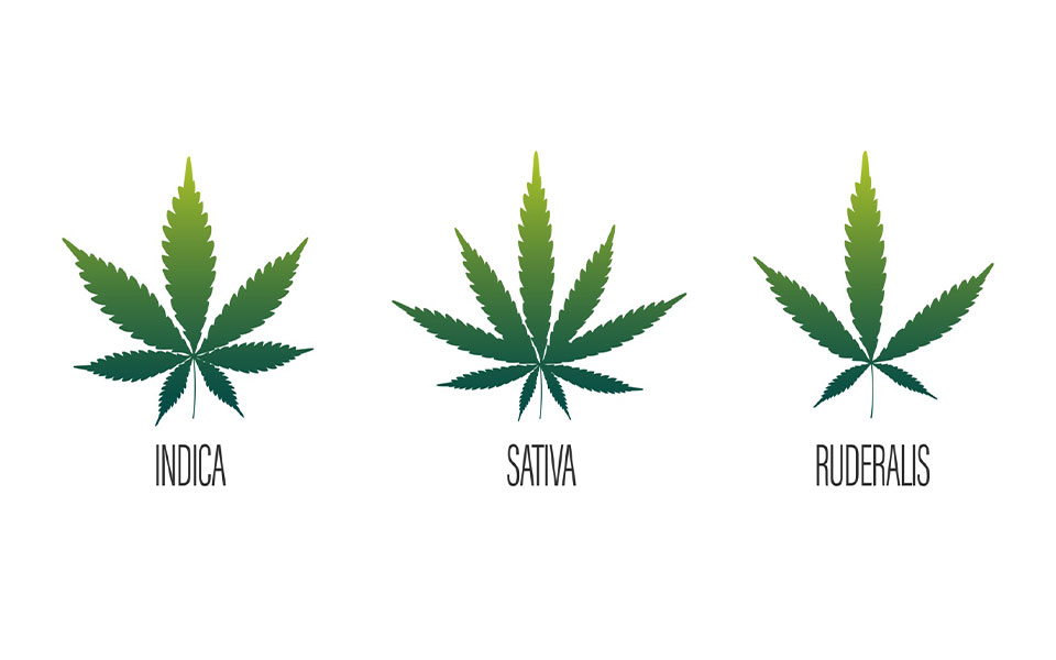 Descobrindo a Diversidade: Entenda os Diferentes Tipos de Cannabis Medicinal e Seus Benefícios