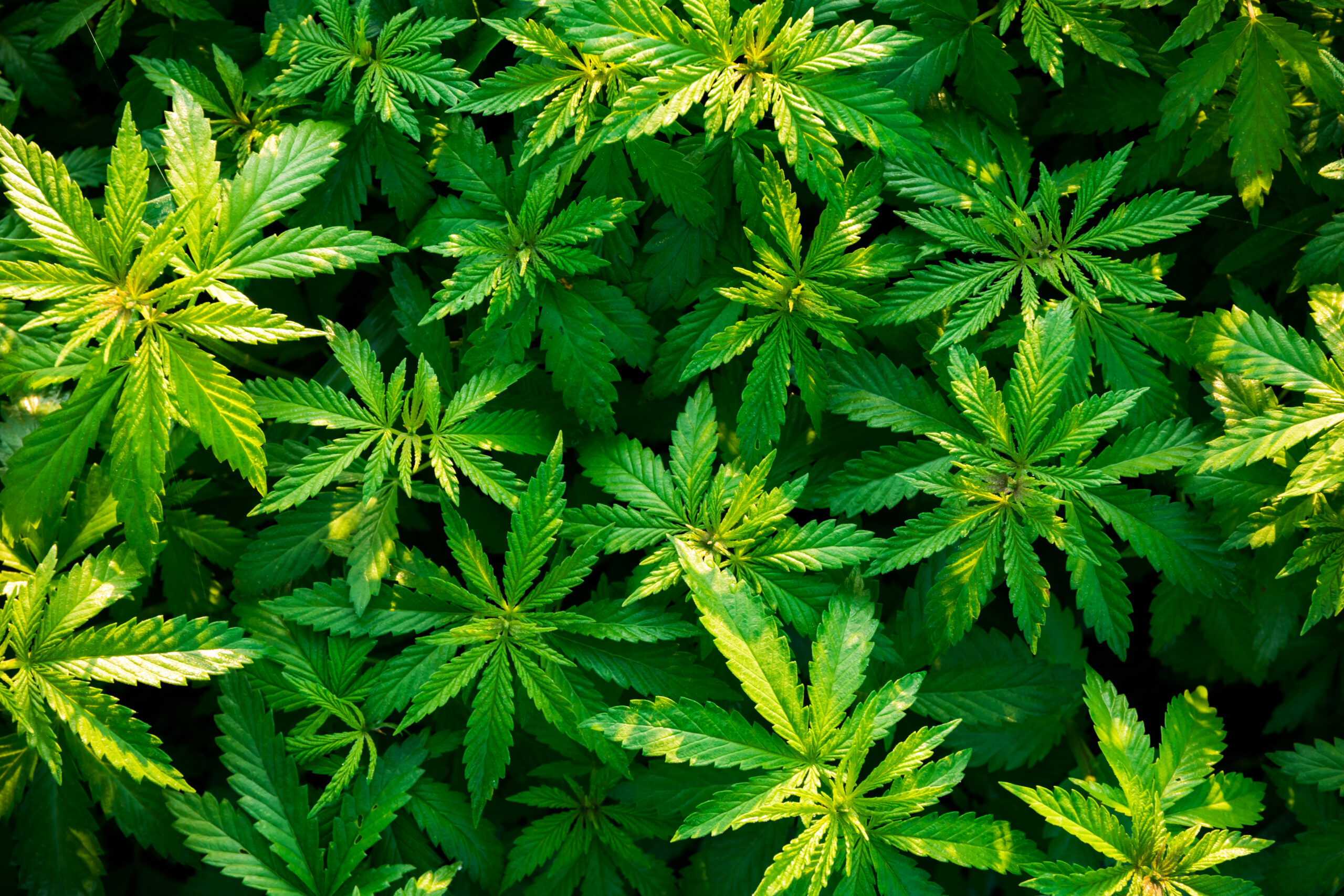 Legalização da cannabis na Holanda